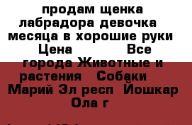 продам щенка лабрадора девочка 2 месяца в хорошие руки › Цена ­ 8 000 - Все города Животные и растения » Собаки   . Марий Эл респ.,Йошкар-Ола г.